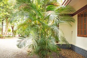 Yellow palm - Areca palm - Chrysalidocarpus lutescens