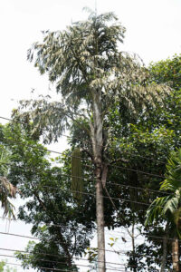 Caryota urens - Wine palm - Toddy palm - Jaggery palm