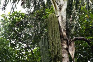 Caryota urens - Wine palm - Toddy palm - Jaggery palm - unripe fruits