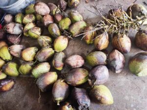 Harvested coconuts