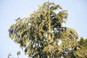 Solitary fishtail palm leaves