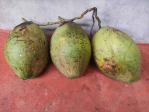 Tender coconuts