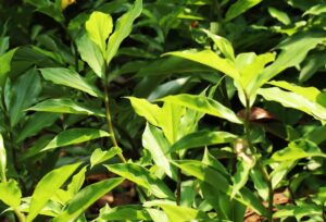 Costus Igneus - Insulin Plant - Medicinal plant for diabetes treatment