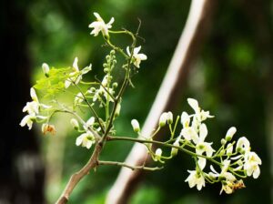 Moringa flowers